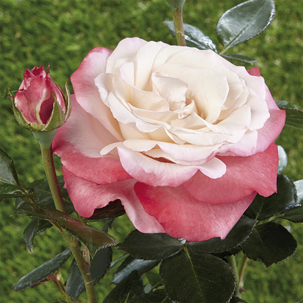 Rose per aiuole (Polyanthe – Floribunde)
