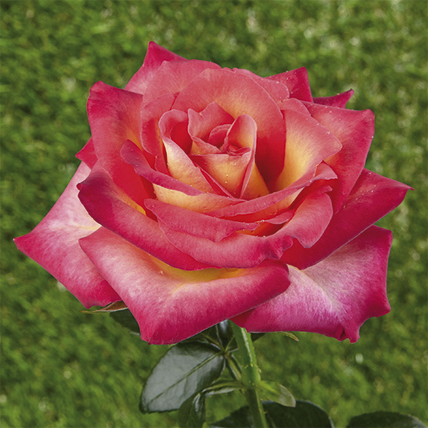 Rose Miniatura, Lillipuziane