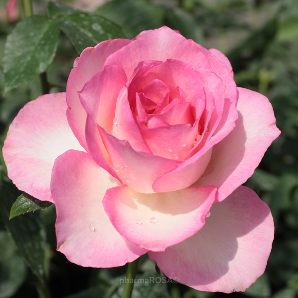 Bianco-Rosa - Rose Ibridi di Tea - Rosa mediamente profumata - Tourmaline -  Shop Rose - - Nostri prodotti » Rose Ibridi di Tea - PharmaRosa